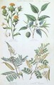 Plants used in Dyeing - W. Fitch