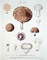 Hypophyllum campestre or the field mushroom - (after) Fossier