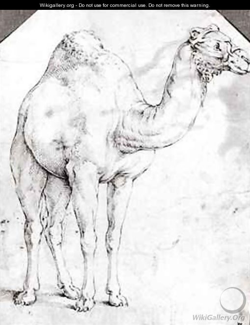 Camel - Battista Franco