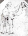 Camel - Battista Franco