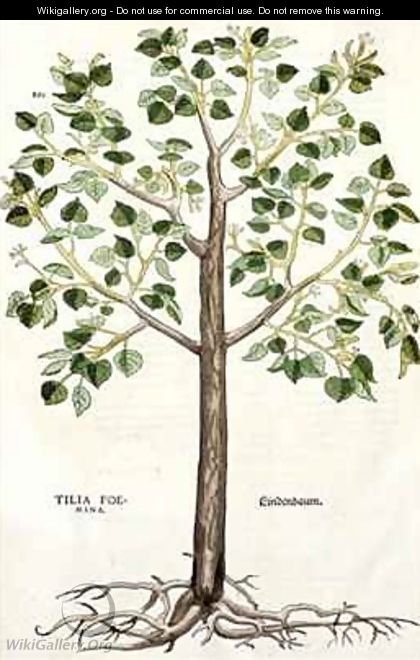 Tilia Foemina Lindenbaum or Lime Tree - Leonhard Fuchs