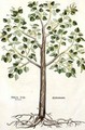 Tilia Foemina Lindenbaum or Lime Tree - Leonhard Fuchs
