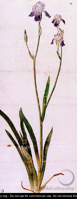 Iris 2 - Albrecht Durer - WikiGallery.org, the largest gallery in the world