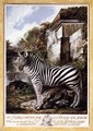 Zebra - Luis Paret Y Alcazar