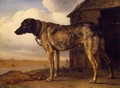 Wolf-Hound - Paulus Potter