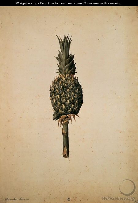 Pineapple (Bromelia ananas) - Jacopo Ligozzi
