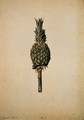 Pineapple (Bromelia ananas) - Jacopo Ligozzi