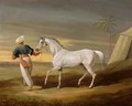 Signal a grey Arab with a Groom in the Desert - David of York Dalby