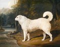 Portrait of a Dog Ross - David of York Dalby