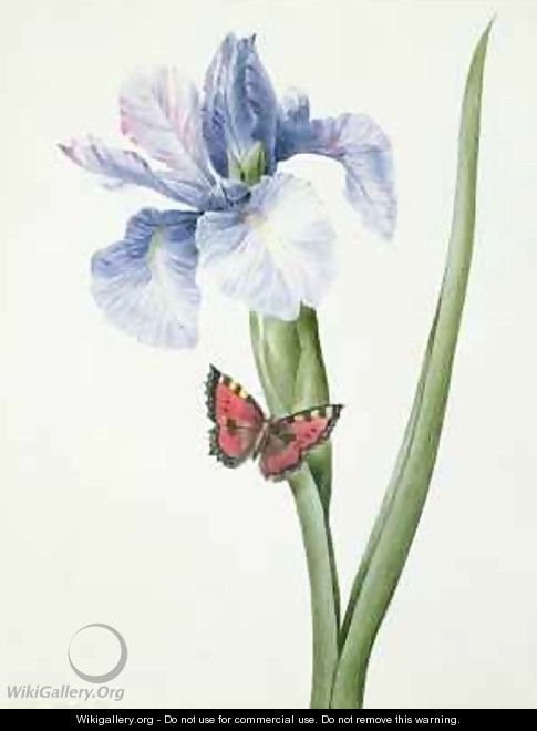 Blue Iris with Butterfly Spuria - Louise D