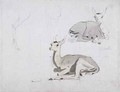 Studies of young Pallah Deer Resting - Samuel Daniell