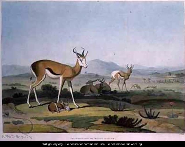 The Spring Bok or Leaping Antelope - Samuel Daniell