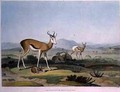 The Spring Bok or Leaping Antelope - Samuel Daniell