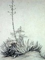 Flowering Yucca - Charles Damour