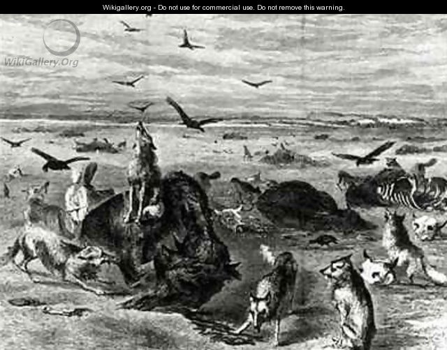 Slaughter of Buffaloes on the Plains from Harpers Weekly 1872 - (after) Davis, Theodore Russell
