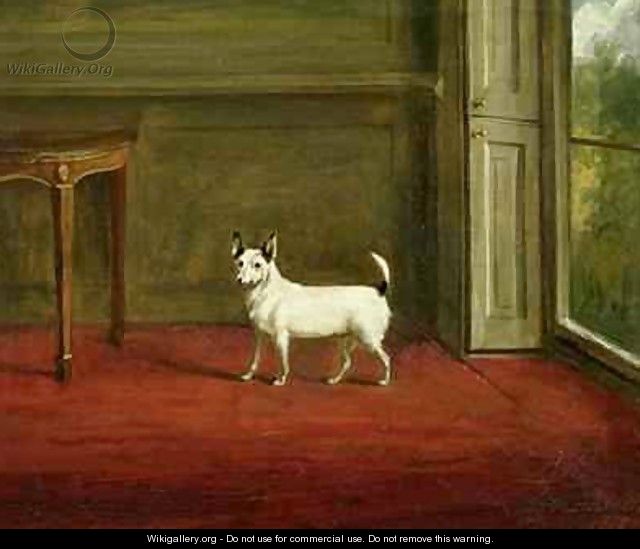 Portrait of a Jack Russell Terrier in Regency Interior - William Henry Davis