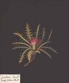 Dwarf carline thistle Carduus acaulis - Mary Granville Delany
