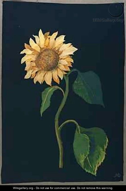 Sunflower - Mary Granville Delany