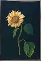 Sunflower - Mary Granville Delany