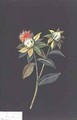 Scarlet Saff flower Carthamus tinctorius - Mary Granville Delany