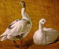 Study of Geese - Alexandre-Francois Desportes