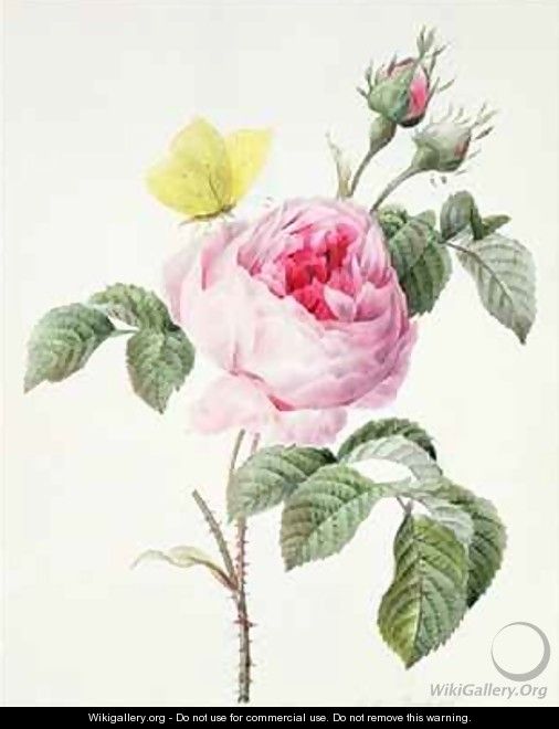 Pink rose with buds and a brimstone butterfly - Louise D
