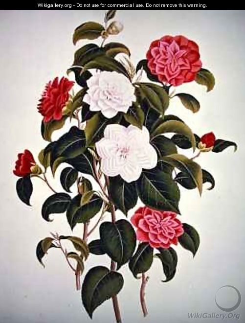 Camellia Japonica from A Monograph on the Genus of the Camellia - William Curtis