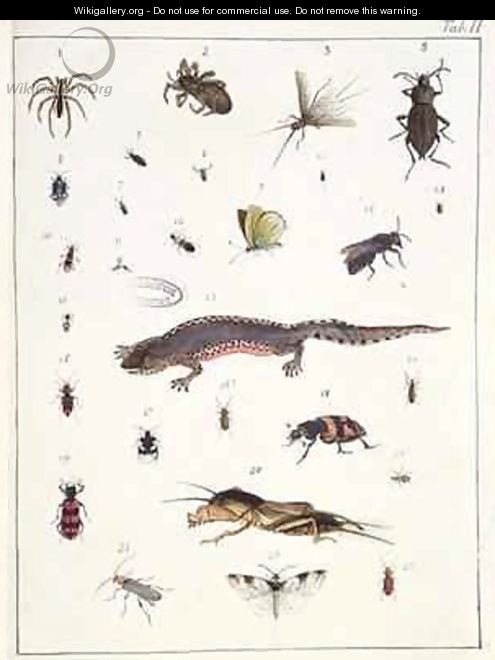 Various insects and a lizard - Georges Cuvier