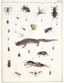 Various insects and a lizard - Georges Cuvier