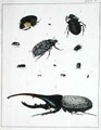 Various beetles - Georges Cuvier