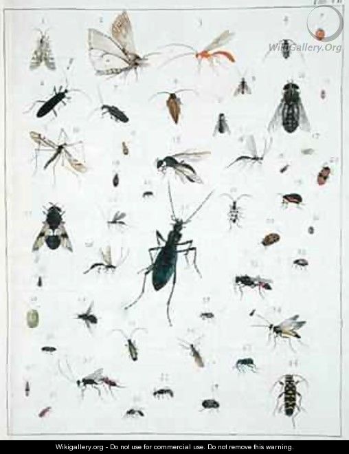 Various insects - Georges Cuvier