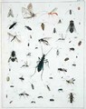 Various insects - Georges Cuvier