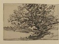 Study of Trees - J. Frank Currier