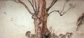 Barbaras Tree - Arthur Rackham