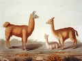 Alpaca left and Vicuna right llamas, from Le Costume Ancien et Moderne, Volume II, plate 12, by Jules Ferrario, published c.1820s-30s - Vittorio Raineri