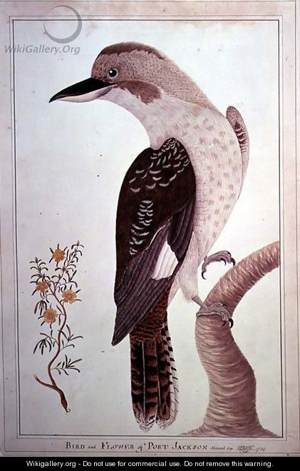 Laughing Kookaburra, from Birds and Flowers of Port Jackson, 1789 - George Raper