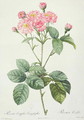 Rosa Centifolia Caryophyllea, engraved by Charlin, published by Remond - Pierre-Joseph Redouté