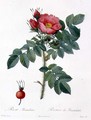Rosa Kamtschatica, engraved by Chapuy, published by Remond - Pierre-Joseph Redouté