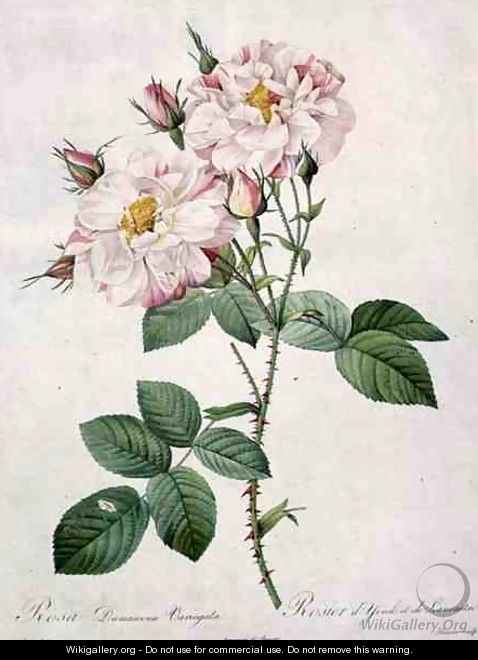 Rosa damascena variegata York and Lancaster rose, engraved by Bessin, from Les Roses, 1817-24 - Pierre-Joseph Redouté