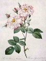 Rosa damascena variegata York and Lancaster rose, engraved by Bessin, from Les Roses, 1817-24 - Pierre-Joseph Redouté