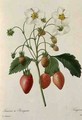 Fragaria Strawberry, engraved by Chapuis, from Choix des Plus Belles Fleurs, 1827-33 - Pierre-Joseph Redouté