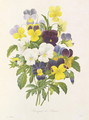 Violas - Pierre-Joseph Redouté