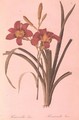 Hemerocallis fulva lily, from Les Liliacees, 1808-16 - Pierre-Joseph Redouté