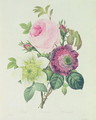 Rose, anemone and Clematide - Pierre-Joseph Redouté