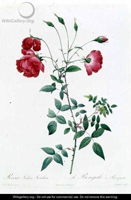 Rosa Indica Sertulata - Pierre-Joseph Redouté