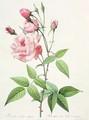 Rosa Indica Vulgaris, engraved by Bessin, from Les Roses, Vol II, 1821 - Pierre-Joseph Redouté