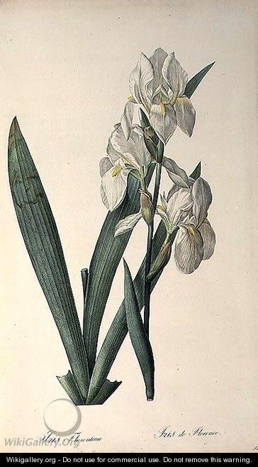 Iris Florentina, from Les Liliacees - Pierre-Joseph Redouté