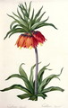 Fritillaria Imperialis from, Les Lilacees, 1802-8 - Pierre-Joseph Redouté