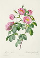 Rosa Mollissima, from Les Roses by Claude Antoine Thory 1757-1827 engraved by Victor, 1817 - Pierre-Joseph Redouté
