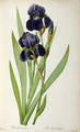 Iris Germanica, from Les Liliacees - Pierre-Joseph Redouté